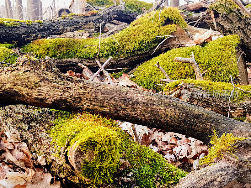 A walk into the forest near Müggelsee, Berlin